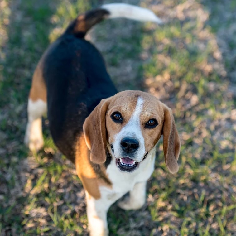 Beagle Puppies for Sale in California